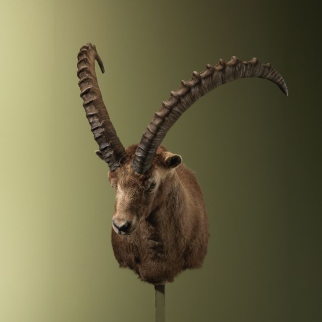4890 Alpensteenbok