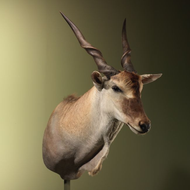 4891 Elandantilope