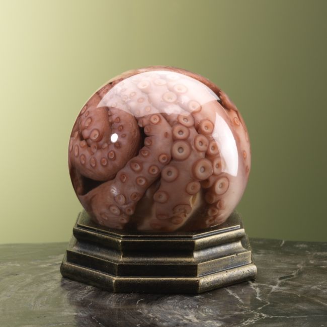 0000 Octopus op Sterk Water 2