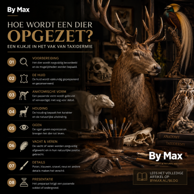 Hoe wordt een dier opgezet? Een kijkje in het vak van taxidermie Taxidermiewerkplaats met een opgezette hertenkop, vogel, uil en materialen voor het prepareren van dieren
